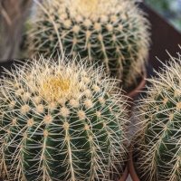 Just A Cactus (@justacactus7) 's Twitter Profile Photo