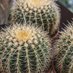 Just A Cactus (@justacactus7) Twitter profile photo Just A Cactus (@justacactus7) Twitter profile photo