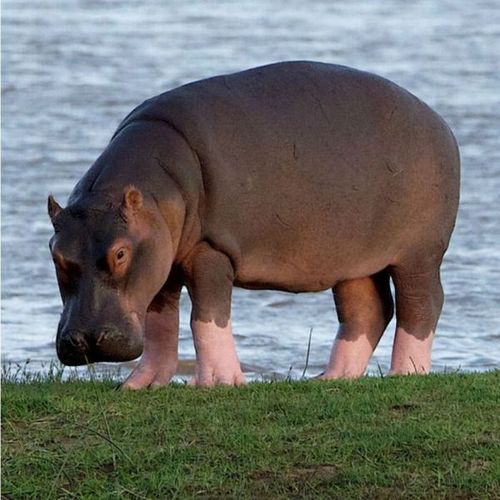 SerAraskin's profile picture. 