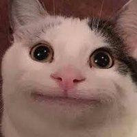 Clueless (@clueless_cat1) 's Twitter Profile