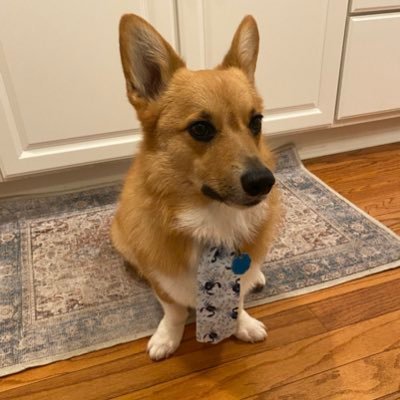 CorgiSnoopy Profile Picture