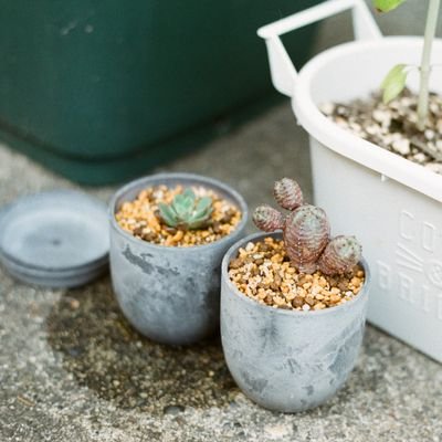 新潟で突然植物にハマった人(2022.6〜)
実生が楽しい
チームイシスの野望 会員番号36番😈
植物アカウントのはずがただの日常アカウントになりました