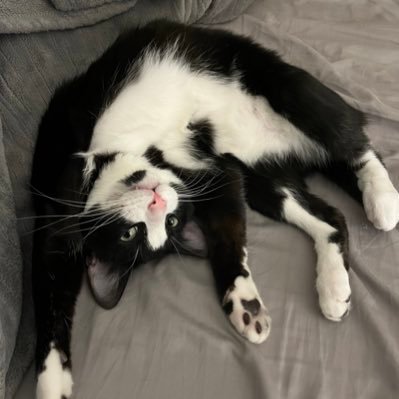 sheebylux's profile picture. screaming outdated bravo opinions into the abyss