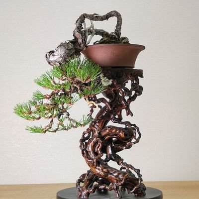 Bonsai professional