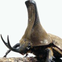 Radiant (@radiant77554819) 's Twitter Profile Photo