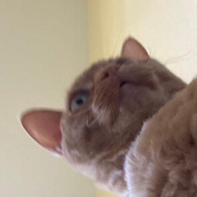 googone12's profile picture. 