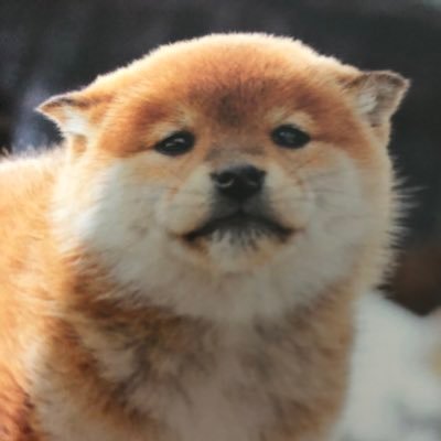 pikuassh1162's profile picture. 好きなもの//オシャレなカフェ、柴犬 、音楽、美容、インテリア。。。ですo(｀ω´ )o たまに痛い勘違いします💦虚言癖も少しあります。優しい目で見て頂けたら嬉しいです💕宜しこだにゃ(*´ω｀*)