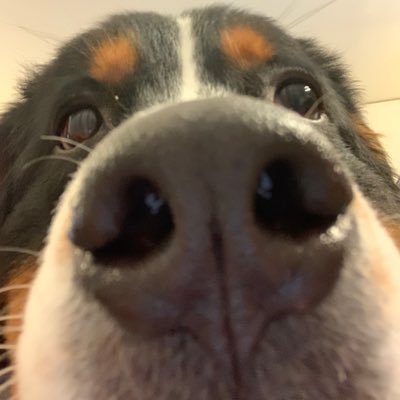 hanaroy0202's profile picture. バーニーズマウンテンドッグのロイくん♂です。 2021年2月2日生まれ/同種や大型犬の飼い主さんと繋がりたい。バニのオフ会参加達成しました。今年の目標キャンプ達成しました。YouTube始めました。https://t.co/Z5NvtKSVgh