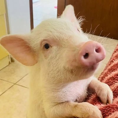 ILoveLittlePigs Profile Picture