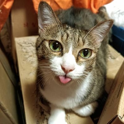 猫好きです。保護猫4匹と暮らしてます
猫中心につぶやきます。
大谷翔平・矢沢永吉・サンドウィッチマンの
ファンです。
DMはスルーします
フォローバ100頑張ります
AmazonアソシエイトDMM・楽天等参加中