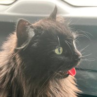 hollyleaf ☭ 🇵🇸 (@demonhollyleaf) 's Twitter Profile Photo hollyleaf ☭ 🇵🇸 (@demonhollyleaf) 's Twitter Profile Photo