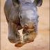 Ed Menzies (@rideforrhinos) Twitter profile photo Ed Menzies (@rideforrhinos) Twitter profile photo