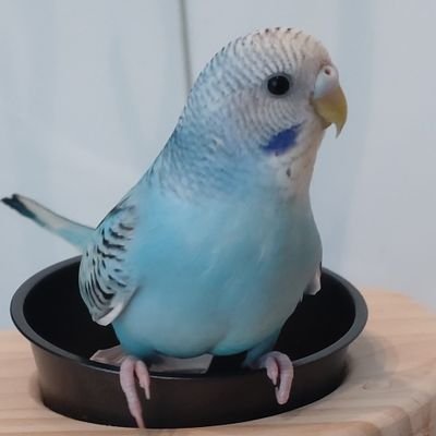 スピカさんのプロフィール画像