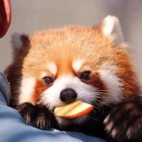 小熊猫饼干(Redpanda) (@xiaoxiongmaobin) 's Twitter Profile