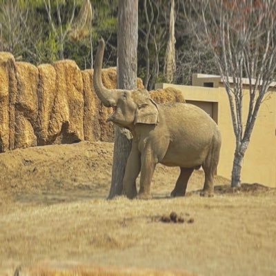 yesdxy29's profile picture. S7.8.9.11.12.15.17.19master/season6.7 ライフライン勝利数日本S6.5位