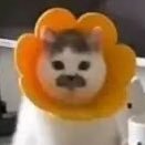 L犬さんのプロフィール画像