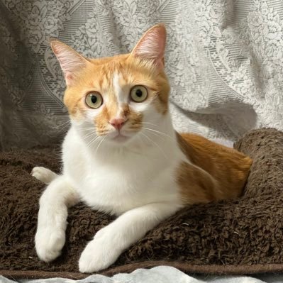 Torittan25NaMlV's profile picture. 🐈‍⬛スピリチュアルな体験多数。執筆ジャンルは問いません😸🐈‍⬛🤭怪我したさくら耳猫を保護、すると翌日子猫が現れた。気づけば家猫9匹に…ほっとけない🥺why?いいねが消えちゃうの😭無言フォロー失礼します🙏 #cat #webwriter #BlackCat