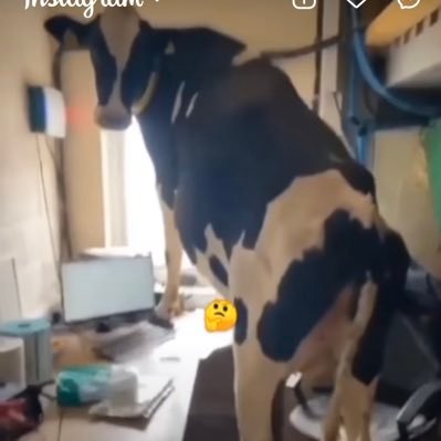 mrmajor678's profile picture. 