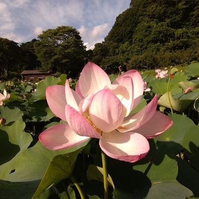 ❤☯🐲🐶🐱💎🌕🌟❤
❤きのこ❤山菜❤️野草❤お花❤薬膳❤レムリア❤縄文❤自然農❤天然石❤タロット❤オラクルカード❤