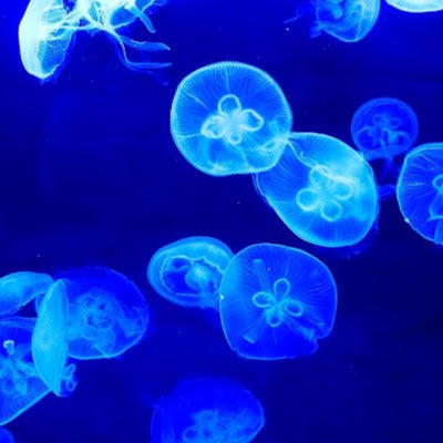 onemuri_kurage's profile picture. グラフィックデザイナー