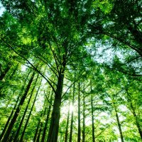 forest (@vjorghd4exjrtik) 's Twitter Profile