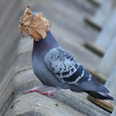 CYK61829's profile picture. 