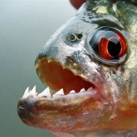 RingoThePiranha (@ringopiranha) 's Twitter Profile Photo RingoThePiranha (@ringopiranha) 's Twitter Profile Photo