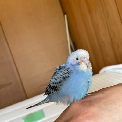 セキセインコ中心に、鳥さんが大好きです 鳥好きさんと沢山お話ししたいっ そら♀2022/3/7生まれ 不慣れで無言フォローすみません