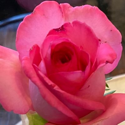Yuzuru Hanyu選手に日々勇気をもらい、応援させていただいてます。 無言フォロー失礼します。