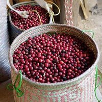 عالم البن والقهوة (@coffee_indo1) Twitter profile photo