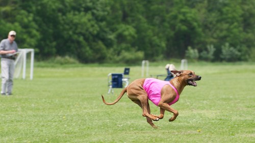 frisbee_driver