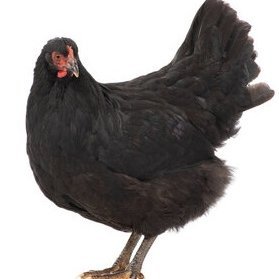 A leading company in Pakistan of poultry farming such as chickens, meet or egg for food.