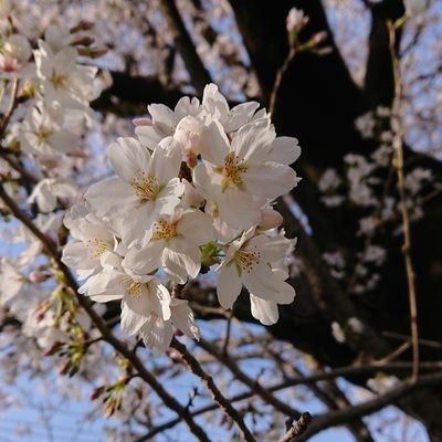 Blossom02539539's profile picture. 