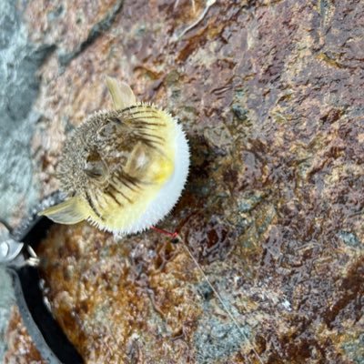 XeroHeroAU's profile picture. 