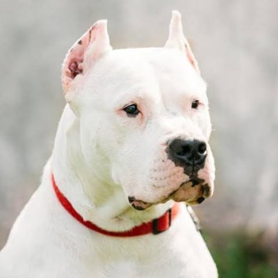 dognews6's profile picture. No interrumpas al enemigo mientras comete un error