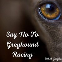 Rebel Greyhound Awareness(@RGawareness) 's Twitter Profile Photo