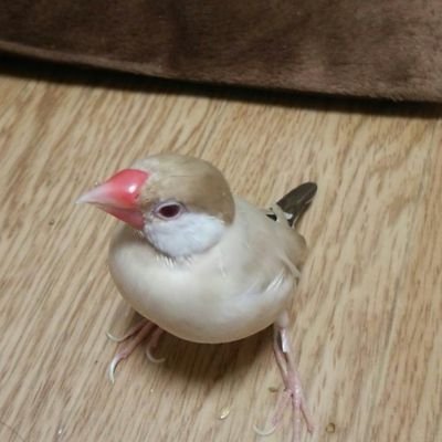 大阪府下を主戦場として駆け回る50代のシニアじじい。
配達開始時の相棒は初期型Today。2023年1月に配達中故障し、即Dio50ccを購入。
副業ドライバーだが稼働中はプロドライバー意識で立ち回る。
稼働範囲は大阪府下で中河内エリアや大阪市内。
主に日中。
情報交換〜雑談迄お付き合い頂ける方はフォロー大歓迎だ!