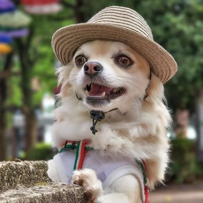 Love123Minto's profile picture. Instagramのプロフィール@mint_123jp/名前:ミントパパ/愛犬の名前:ミント #ちわまる#チワマル#チワワ#愛犬#わんちゃん#かわいい