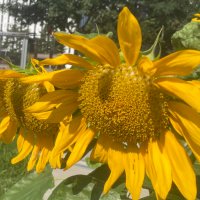 Stephanie Kinney (@kinneystephdc) 's Twitter Profile