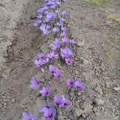 baro_neus's profile picture. 