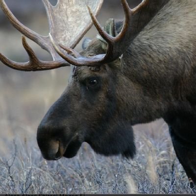 a moose with a purpose