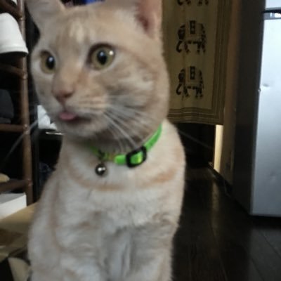 交通事故により #脳脊髄液減少症 #線維筋痛症 #胸郭出口症候群 #高次脳機能障害 #視野狭窄 等々発症しました。冬でも脂汗が出て、更に気絶しそうな痛みでも楽しみを何か見付けて紛らわそうと奮闘中です(^^; 痛みが強くて意識が飛ぶ事多々あり 無言フォローごめんなさい