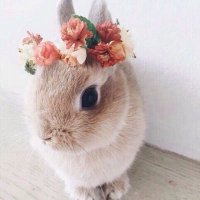 🧢まぁこ🐬BE:FIRST🦁 (@maako_thefirst) 's Twitter Profile