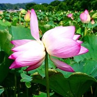 たけごろう (@ee7jvorw6cqdlc2) Twitter profile photo