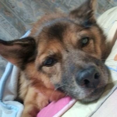 語彙力なくて潜伏BESTY気味ですが🐬🧢🐧🐲🐢🐩🦁皆大好き💕特に🦁絡みは最上級に大好き⤴️💕🦁LEO寄り📦推し💛BMSG🏢推し💕TL追い切れず時差&♡ばかりの🔰おばちゃんですがよろしくお願いします🙇♀️
(のんびりユースケ·サンタマリアも推してます✨)