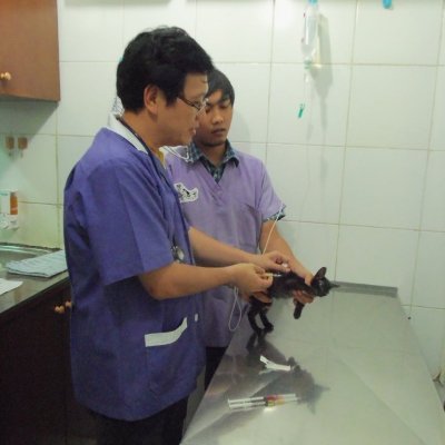 HarunKaj's profile picture. domestication