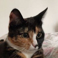 Hawre Ali (@hallli98) 's Twitter Profile