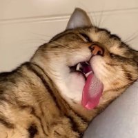 _ Wei (@weizhe1020z) 's Twitter Profile