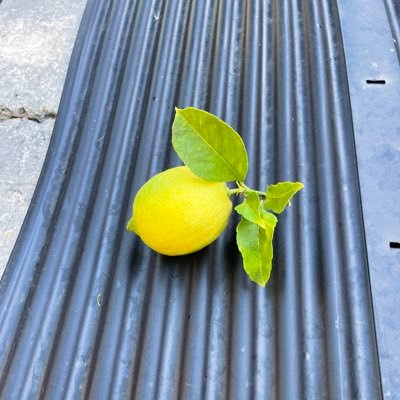 Kaminsky6Ian's profile picture. Twitter suspended me Again!