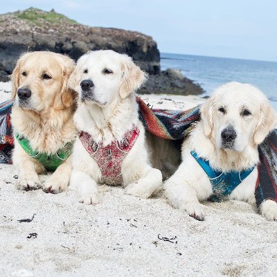 Darcy Boris & Lily
We hope to make you smile !
Darcy 4, Boris 7 & Lily 10
230k IG + TT
Mental Health Talkers
15 countries explored in our Van
Ft Lamb Benny